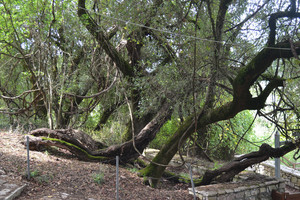 c7270804cd8d804cfcd01355df0916d147156fd6_historical_pausanias_vinetree_kalavrita_3.jpg