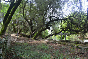 09b8118d0f567fd773d54b426b1ce06e58322687_historical_pausanias_vinetree_kalavrita_2.jpg