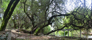 b46b48ddf133a4319b62fde5bfffab40c2122f09_historical_pausanias_vinetree_kalavrita.jpg